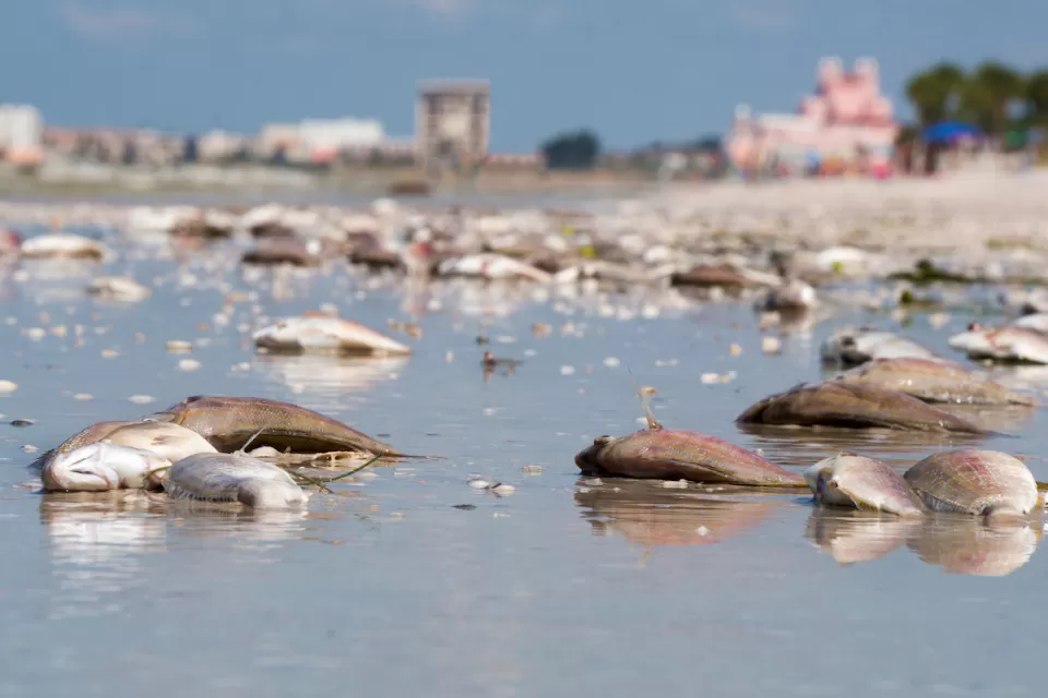 Dead fish washed up on Florida beach during 2018 'red tide' algae bloom event.